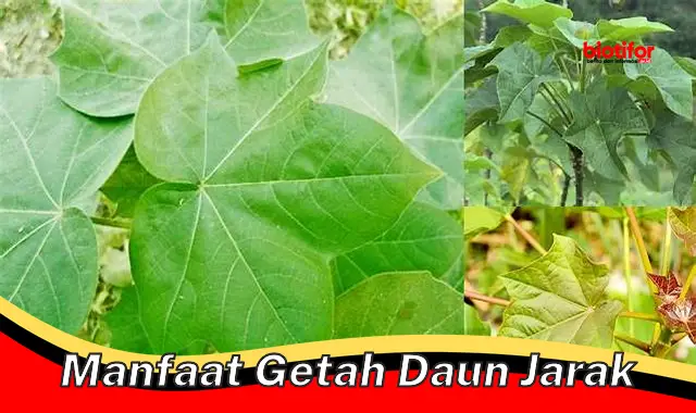 manfaat getah daun jarak