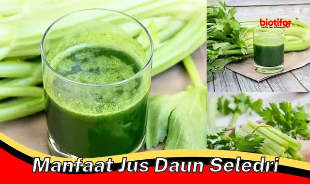 manfaat jus daun seledri