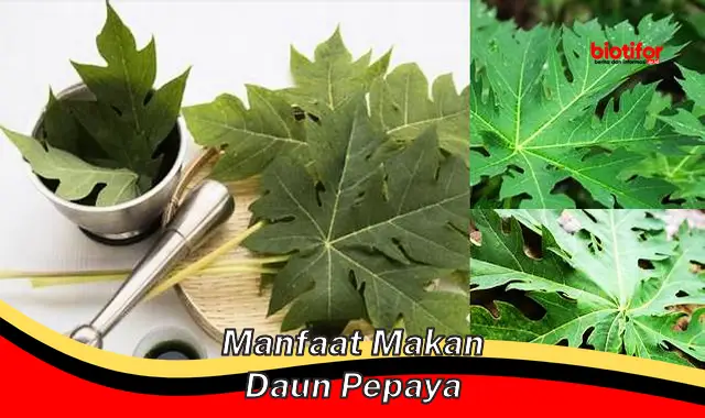 manfaat makan daun pepaya