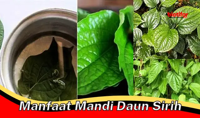 manfaat mandi daun sirih