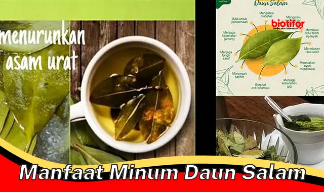 manfaat minum daun salam