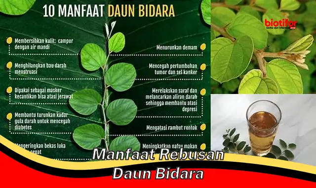 manfaat rebusan daun bidara