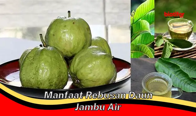 manfaat rebusan daun jambu air