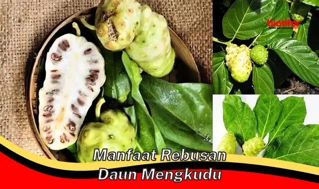 manfaat rebusan daun mengkudu