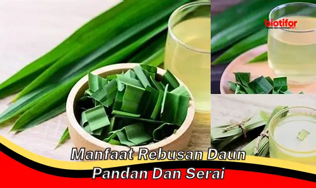 manfaat rebusan daun pandan dan serai