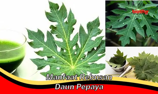 manfaat rebusan daun pepaya