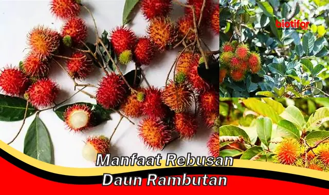 manfaat rebusan daun rambutan