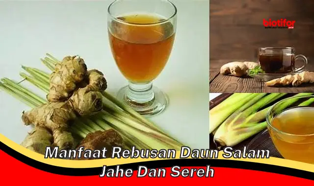 manfaat rebusan daun salam jahe dan sereh