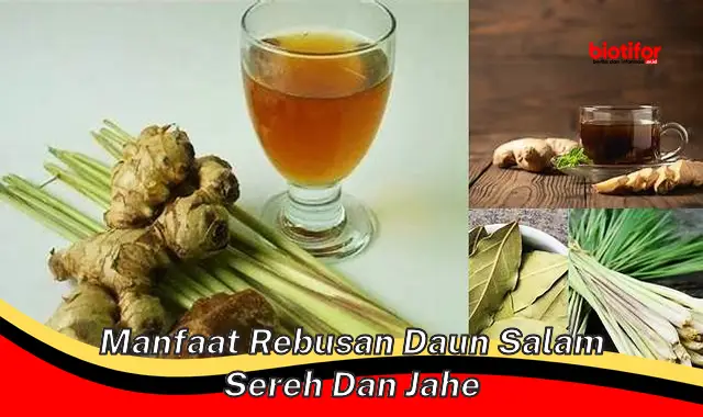 manfaat rebusan daun salam sereh dan jahe