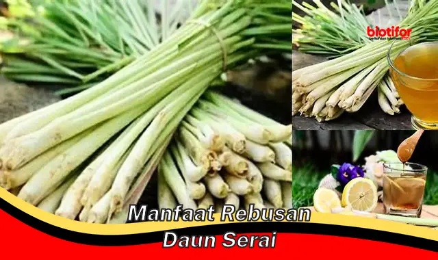 manfaat rebusan daun serai