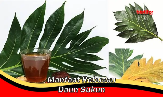 manfaat rebusan daun sukun