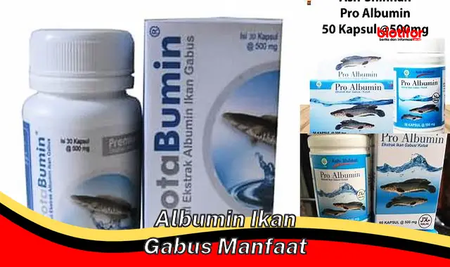 albumin ikan gabus manfaat