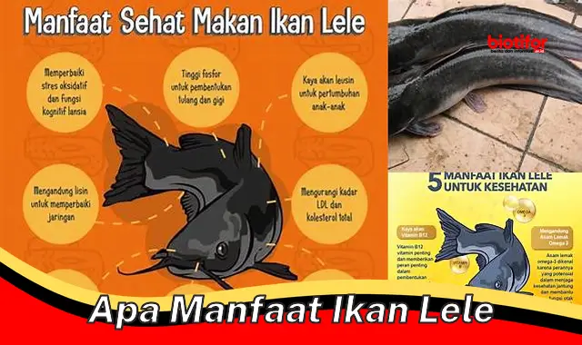 Temukan 5 Manfaat Ikan Lele yang Jarang Diketahui