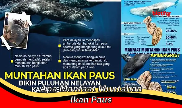 apa manfaat muntahan ikan paus