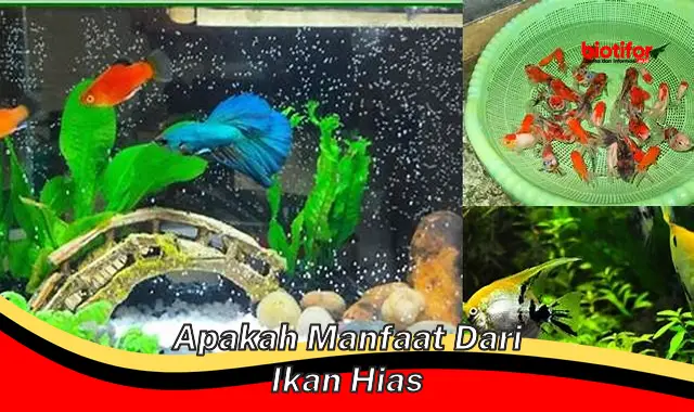 apakah manfaat dari ikan hias