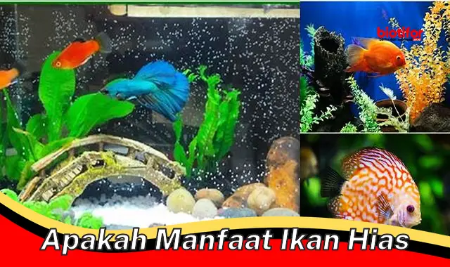 apakah manfaat ikan hias