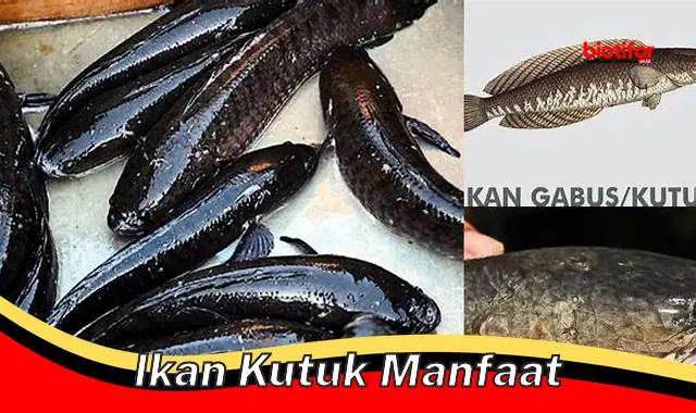 ikan kutuk manfaat