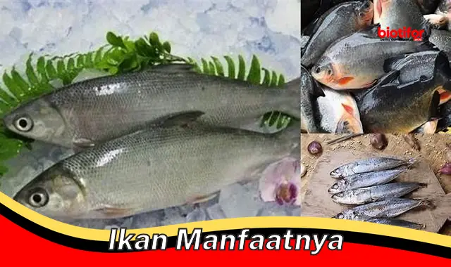 ikan manfaatnya