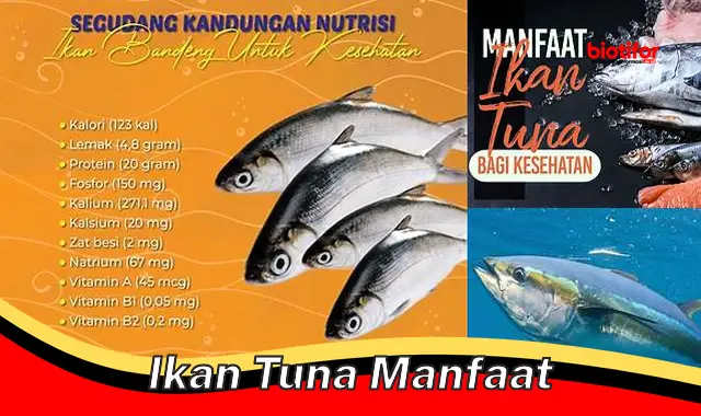 ikan tuna manfaat