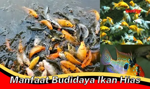 manfaat budidaya ikan hias