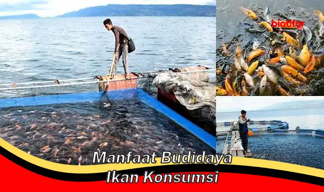 manfaat budidaya ikan konsumsi