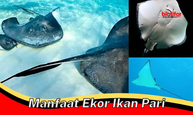 manfaat ekor ikan pari