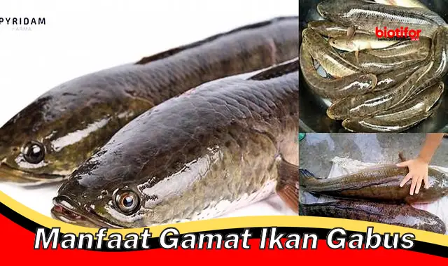 manfaat gamat ikan gabus