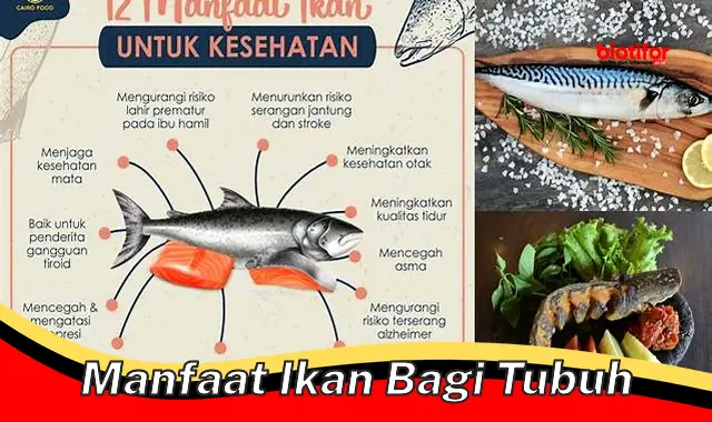 manfaat ikan bagi tubuh