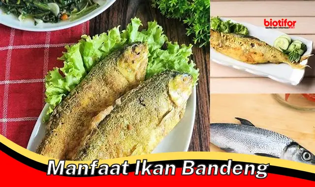 manfaat ikan bandeng