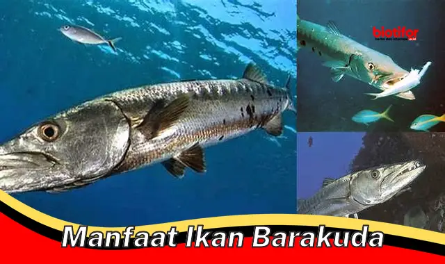 Temukan 5 Khasiat Ikan Barakuda yang Jarang Diketahui