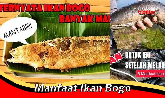 manfaat ikan bogo