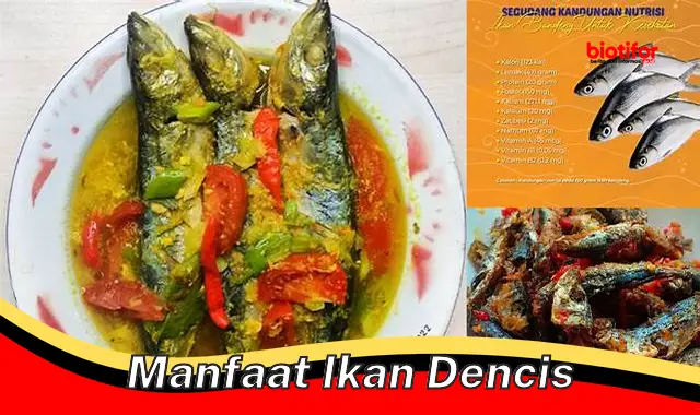 manfaat ikan dencis