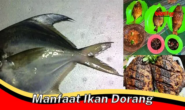 manfaat ikan dorang