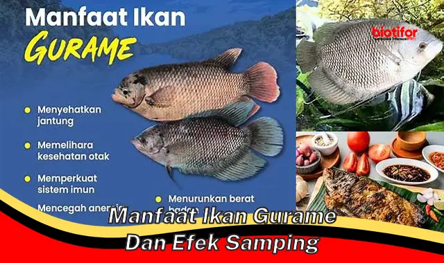 manfaat ikan gurame dan efek samping