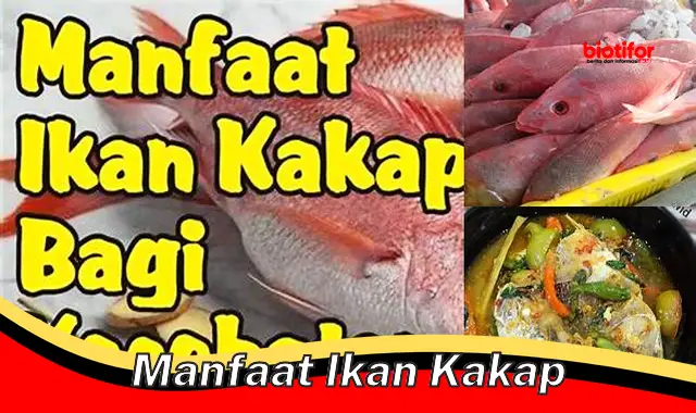 manfaat ikan kakap