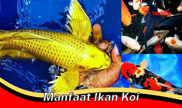 manfaat ikan koi