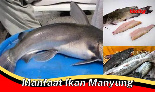 manfaat ikan manyung