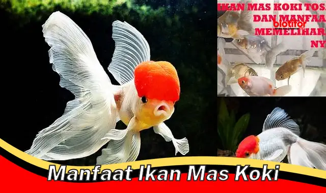 manfaat ikan mas koki