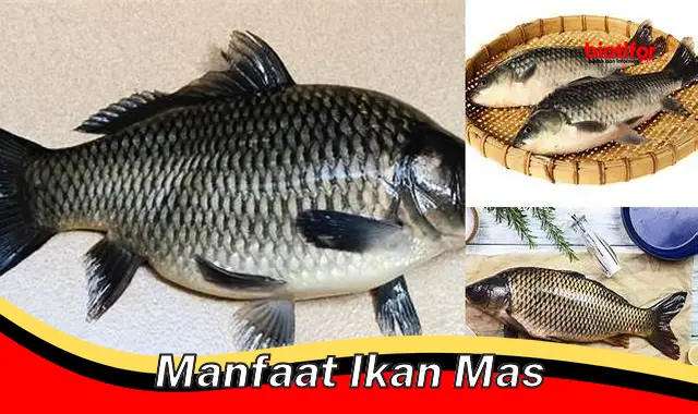 manfaat ikan mas