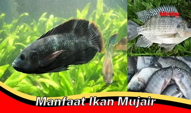 manfaat ikan mujair