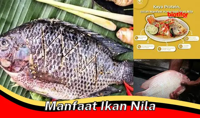 manfaat ikan nila