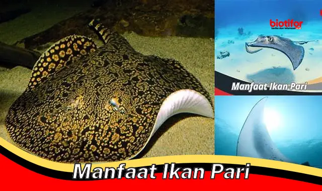 manfaat ikan pari