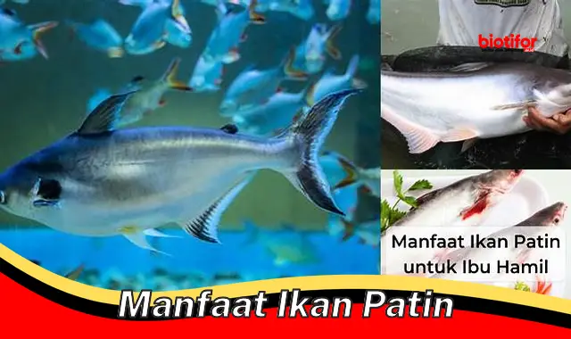 manfaat ikan patin