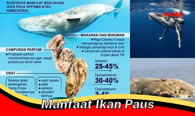 manfaat ikan paus