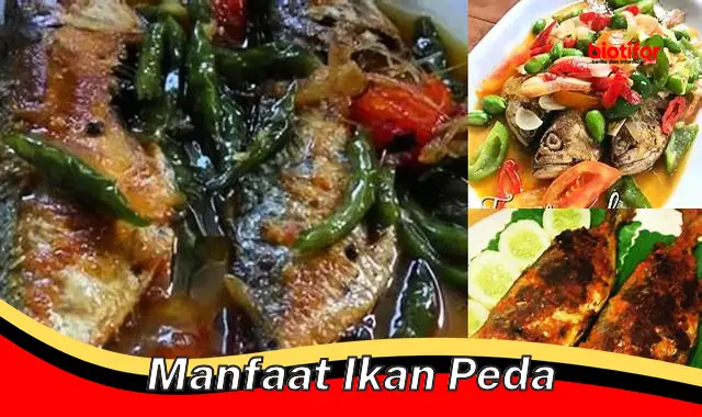 manfaat ikan peda