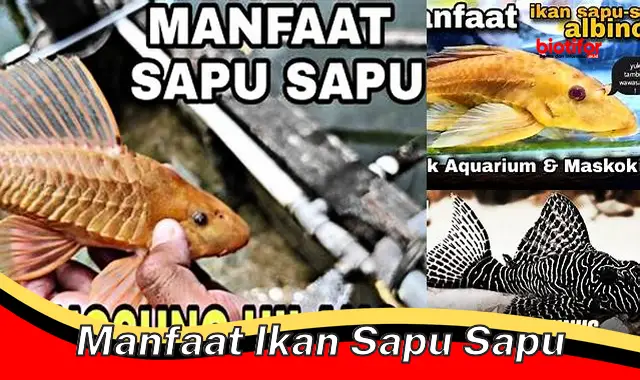 manfaat ikan sapu sapu