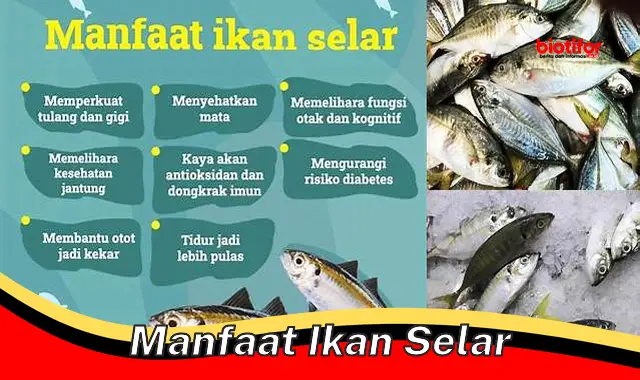 manfaat ikan selar