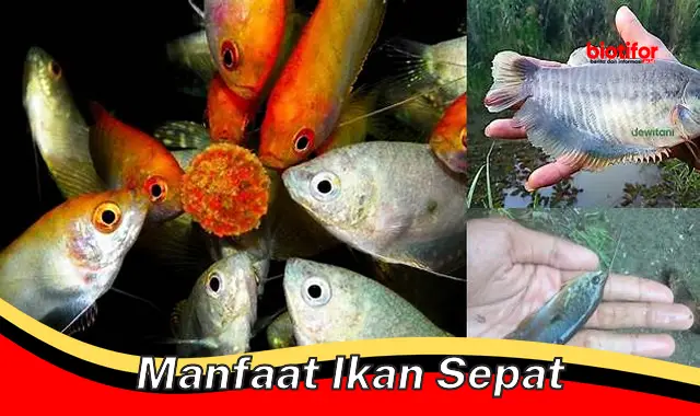 manfaat ikan sepat