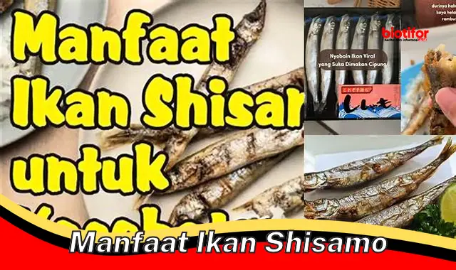 manfaat ikan shisamo