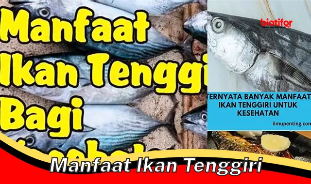 manfaat ikan tenggiri